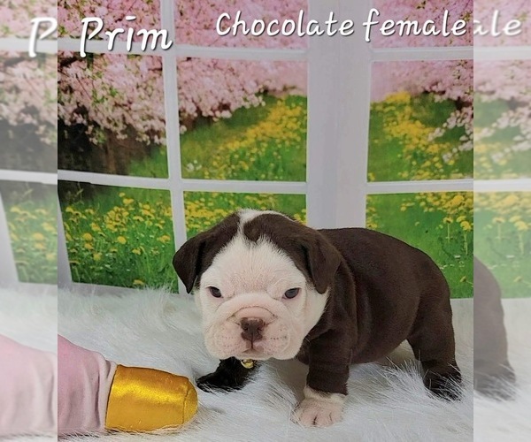 Medium Photo #1 Bulldog Puppy For Sale in CORPUS CHRISTI, TX, USA
