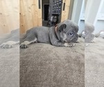 Small #7 French Bulldog
