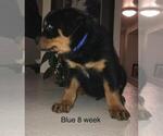 Small Photo #6 Rottweiler Puppy For Sale in VICTORVILLE, CA, USA