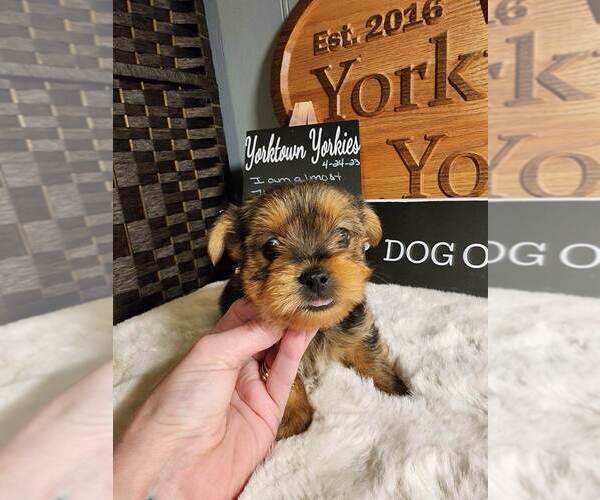 Medium Photo #2 Yorkshire Terrier Puppy For Sale in BELLEVILLE, IL, USA