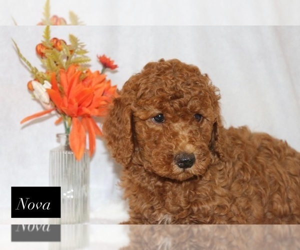 Medium Photo #4 Goldendoodle Puppy For Sale in HILLSBORO, TX, USA