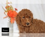 Nova - Female Goldendoodle Puppy for Sale - Photo #4