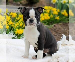 Boston Terrier Puppy for sale in MANHEIM, PA, USA