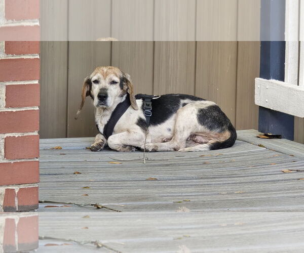 Medium Photo #4 Beagle Puppy For Sale in Tampa, FL, USA