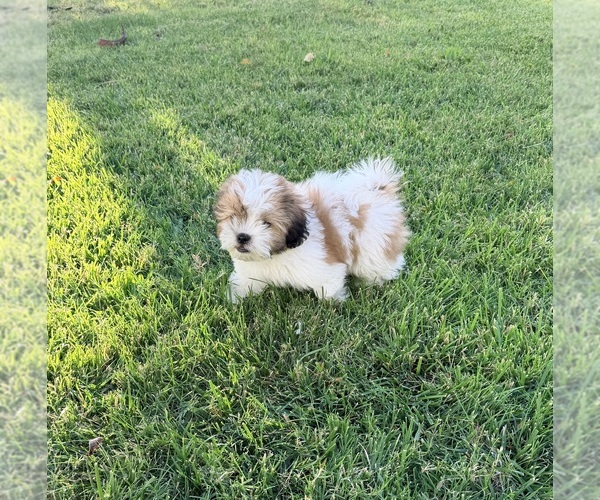 Medium Photo #10 Shih Tzu Puppy For Sale in ALBUQUERQUE, NM, USA