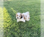 Litter of 2 - Male Shih TzuLitter of Puppies for Sale - Photo #10