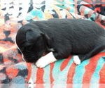 Small Photo #2 Border-Aussie Puppy For Sale in AVA, MO, USA