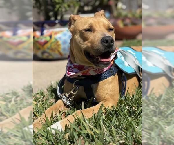 Medium Photo #1 American Pit Bull Terrier-Unknown Mix Puppy For Sale in Corpus Christi, TX, USA