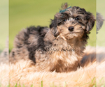 Small #2 Yorkipoo