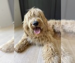 Small Photo #6 Goldendoodle Puppy For Sale in LAGUNA HILLS, CA, USA