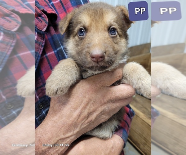 Medium Photo #9 German Shepherd Dog Puppy For Sale in SCOTTSVILLE, KY, USA