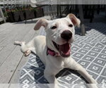 Small #3 Labrador Retriever Mix