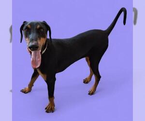 Doberman Pinscher Dogs for adoption in Bakersfield, CA, USA