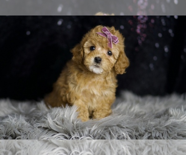 Medium Photo #3 Poodle (Toy) Puppy For Sale in WARSAW, IN, USA