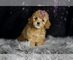 Small #2 Poodle (Toy)