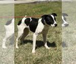 Small #1 Mutt