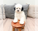 Small #5 Bernedoodle (Miniature)