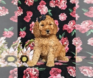 Goldendoodle (Miniature) Puppy for sale in OXFORD, PA, USA