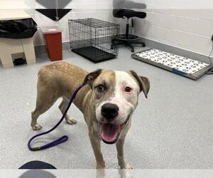 American Bulldog-Unknown Mix Dogs for adoption in Ocala, FL, USA