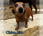 Small #13 Dachshund