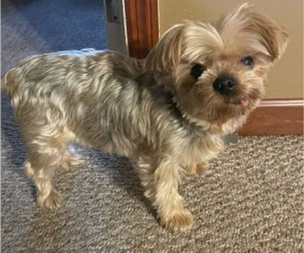 Medium Photo #11 Mutt Puppy For Sale in Allentown,, PA, USA