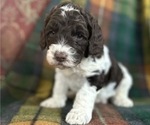 Puppy Cowardly Lion Australian Labradoodle