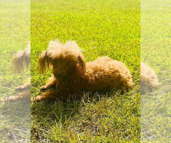 Medium Photo #3 Poodle (Miniature) Puppy For Sale in Gulfport, MI, USA