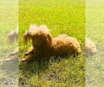 Small #2 Poodle (Miniature)