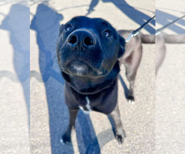 Medium Photo #1 Mutt Puppy For Sale in Germantown, OH, USA