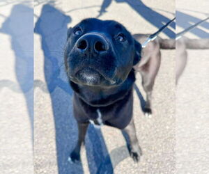 Mutt Dogs for adoption in Germantown, OH, USA