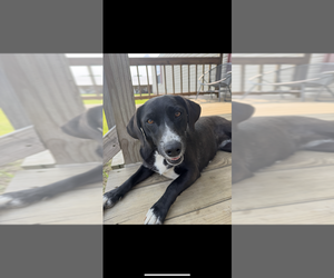 Labrador Retriever-Unknown Mix Dogs for adoption in Boston, MA, USA