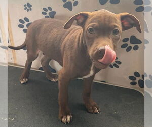 Mutt Dogs for adoption in Tracy City, TN, USA