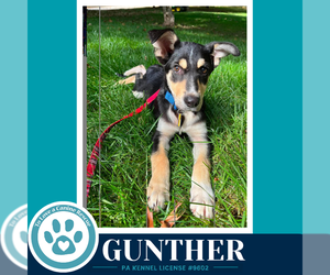 German Shepherd Dog-Unknown Mix Dogs for adoption in Kimberton, PA, USA