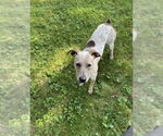 Small #11 Catahoula Leopard Dog Mix