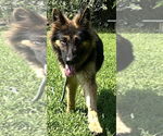 Small #1 German Shepherd Dog