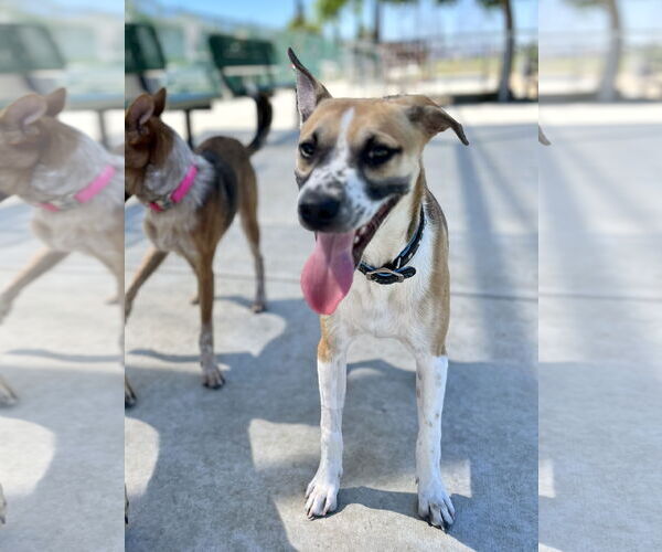 Medium Photo #6 Mutt Puppy For Sale in Dana Point, CA, USA