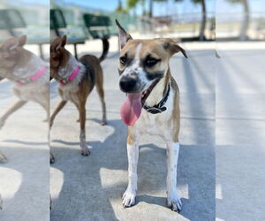 Bogart - Male Mutt Dog for Adoption - Photo #6