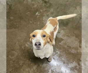 Mutt Dogs for adoption in Fairfield, IL, USA