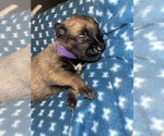 Small Photo #190 Belgian Malinois Puppy For Sale in REESEVILLE, WI, USA