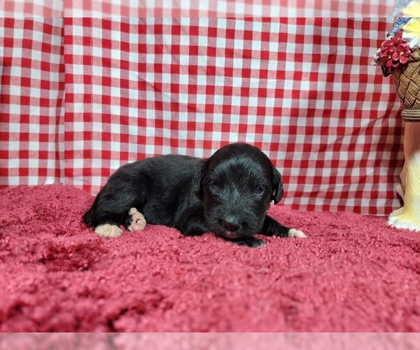Medium Photo #74 Golden Mountain Dog Puppy For Sale in BLACK FOREST, CO, USA