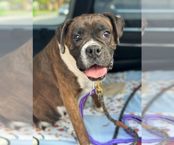 Medium Photo #8 Boxer Puppy For Sale in Woodbury, MN, USA