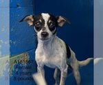 Small Chihuahua Mix