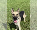 Small #5 German Shepherd Dog