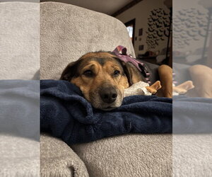 Pickles - Female Shepradors Dog for Adoption - Photo #4