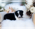 Small #5 Border Collie