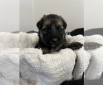Small #1 German Shepherd Dog