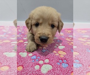 Golden Retriever Puppy for sale in WILLIAMSTOWN, KY, USA