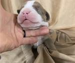 Small Photo #13 Olde English Bulldogge Puppy For Sale in CHETEK, WI, USA