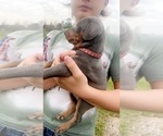 Small Photo #10 Doberman Pinscher Puppy For Sale in CORRIGAN, TX, USA