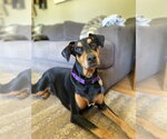 Small Doberman Pinscher